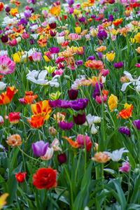 Celebrate The Joy of Spring spring wallpaper