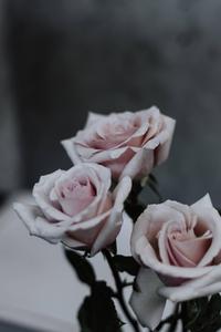 Celebrate your mother this Mothers Day with these three beautiful pink roses mothers day wallpaper