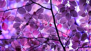 Chat with friends while exploring nature whatsapp wallpaper