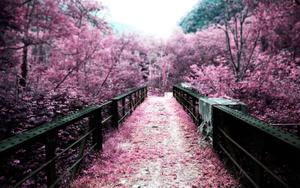 Cherry Blossom And Bridge cherry blossom wallpaper
