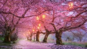 Cherry Blossom And Lamps cherry blossom wallpaper