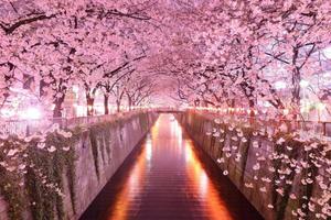 Cherry Blossom And Meguro River cherry blossom wallpaper