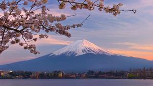 Cherry Blossom And Mount Fuji cherry blossom wallpaper