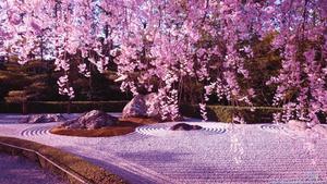 Cherry Blossom And Rock Garden cherry blossom wallpaper