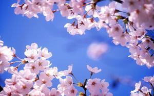 Cherry Blossom And Sky cherry blossom wallpaper