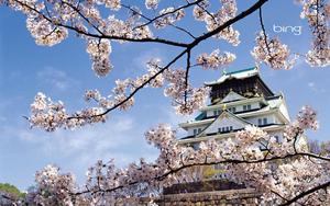 Cherry Blossom And White Castle cherry blossom wallpaper