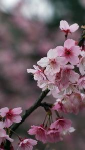 Cherry Blossom Background cherry blossom wallpaper