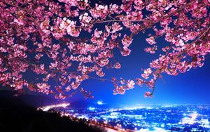 Cherry Blossom Background cherry blossom wallpaper