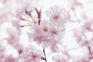 Cherry Blossom Background Wallpaper