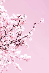 Cherry Blossom Background cherry blossom wallpaper