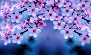 Cherry Blossom Background cherry blossom wallpaper