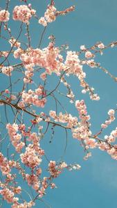 Cherry Blossom Background cherry blossom wallpaper