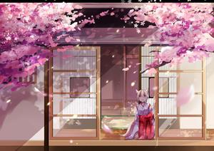 Cherry Blossom Background cherry blossom wallpaper