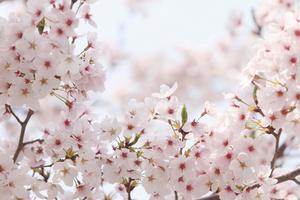Cherry Blossom Background cherry blossom wallpaper