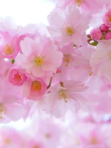 Cherry Blossom Background cherry blossom wallpaper