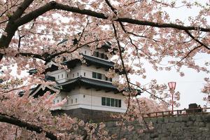 Cherry Blossom Branch In Hirosaki Castle Picture cherry blossom wallpaper