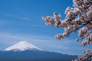 Cherry Blossom Branch Mount Fuji Picture cherry blossom wallpaper