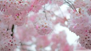 Cherry Blossom Buds cherry blossom wallpaper