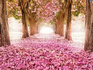 Cherry Blossom Covered Ground cherry blossom wallpaper