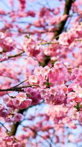 Cherry Blossom Flower Bundles cherry blossom wallpaper