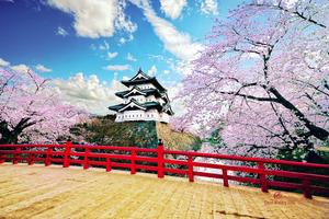 Cherry Blossom In Hirosaki Castle Picture cherry blossom wallpaper