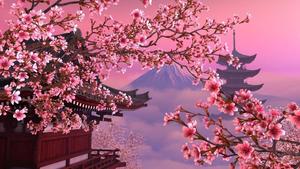 Cherry Blossom In Japan Picture cherry blossom wallpaper