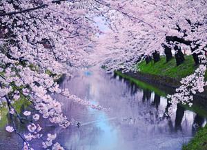 Cherry Blossom In River Picture cherry blossom wallpaper