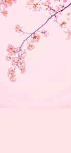Cherry Blossom iPhone 12 iphone 12 wallpaper