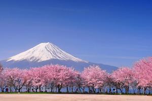 Cherry Blossom Mount Fuji View Picture cherry blossom wallpaper