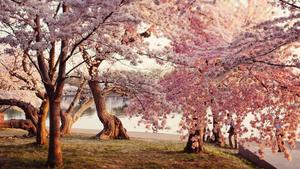 Cherry Blossom Park cherry blossom wallpaper