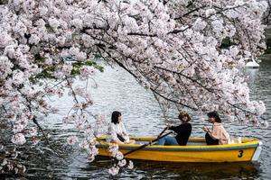 Cherry Blossom pictures cherry blossom wallpaper