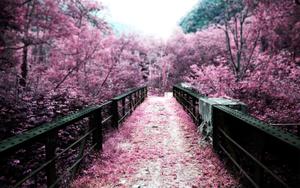 Cherry Blossom pictures cherry blossom wallpaper