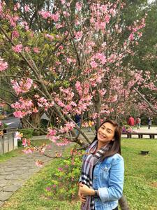 Cherry Blossom pictures cherry blossom wallpaper