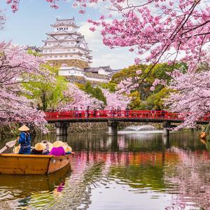 Cherry Blossom pictures cherry blossom wallpaper