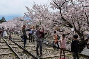 Cherry Blossom pictures cherry blossom wallpaper