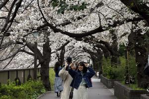 Cherry Blossom pictures cherry blossom wallpaper