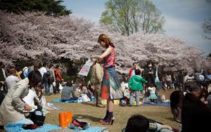Cherry Blossom pictures cherry blossom wallpaper