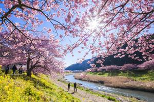 Cherry Blossom pictures cherry blossom wallpaper