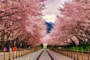 Cherry Blossom pictures cherry blossom wallpaper
