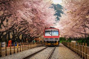 Cherry Blossom pictures cherry blossom wallpaper
