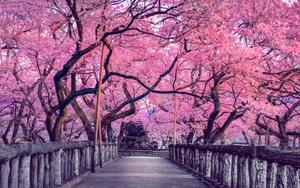 Cherry Blossom pictures cherry blossom wallpaper