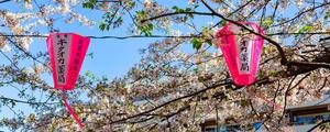 Cherry Blossom pictures cherry blossom wallpaper