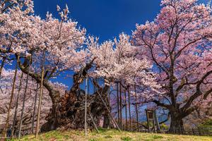 Cherry Blossom pictures cherry blossom wallpaper