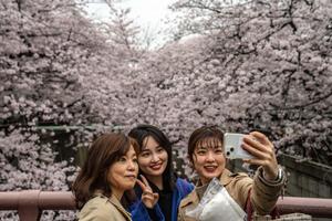 Cherry Blossom pictures cherry blossom wallpaper