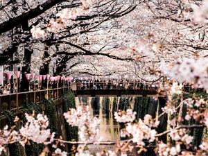 Cherry Blossom pictures cherry blossom wallpaper