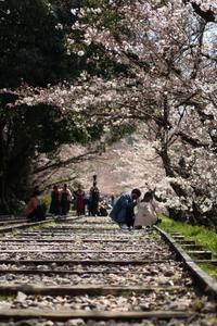 Cherry Blossom pictures cherry blossom wallpaper