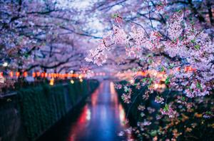 Cherry Blossom pictures cherry blossom wallpaper