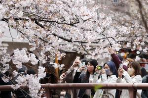 Cherry Blossom pictures cherry blossom wallpaper