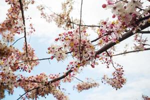 Cherry Blossom pictures cherry blossom wallpaper