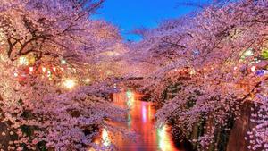 Cherry Blossom River cherry blossom wallpaper